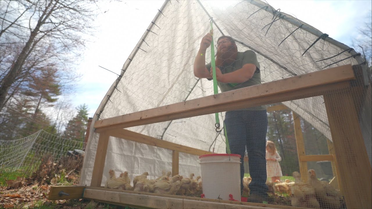 Putting Cornish Cross Chickens Into Our Suscovich Chicken Tractor YouTube