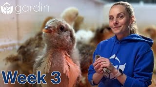 3 Week Old Chicks - Real Feathers & Socialization