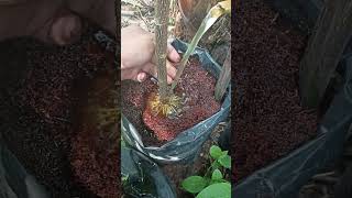 akar idaman untuk memulai 🥰🌳#bonsai #bonsaimini #bonsaitree