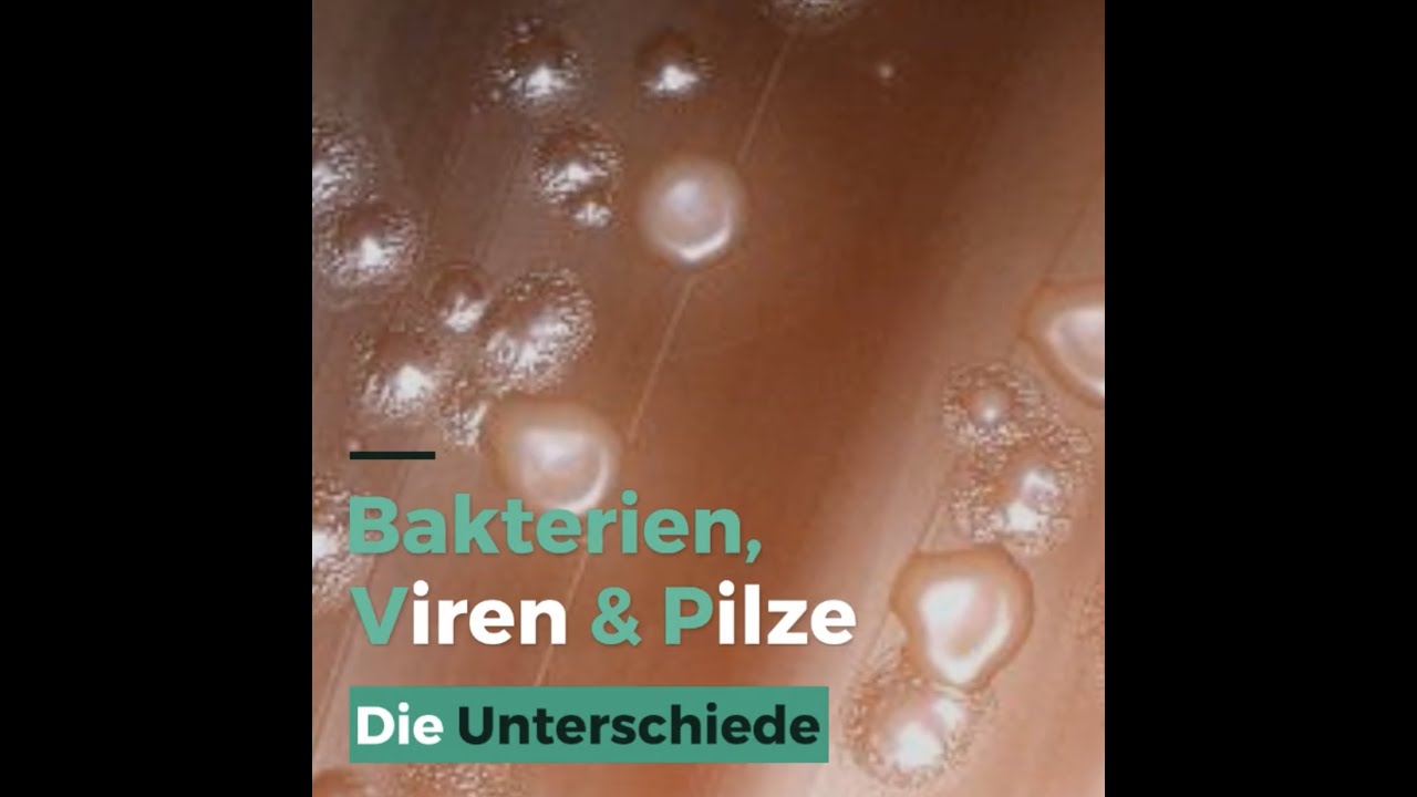 Unterschiede Viren Bakterien und Pilz - YouTube