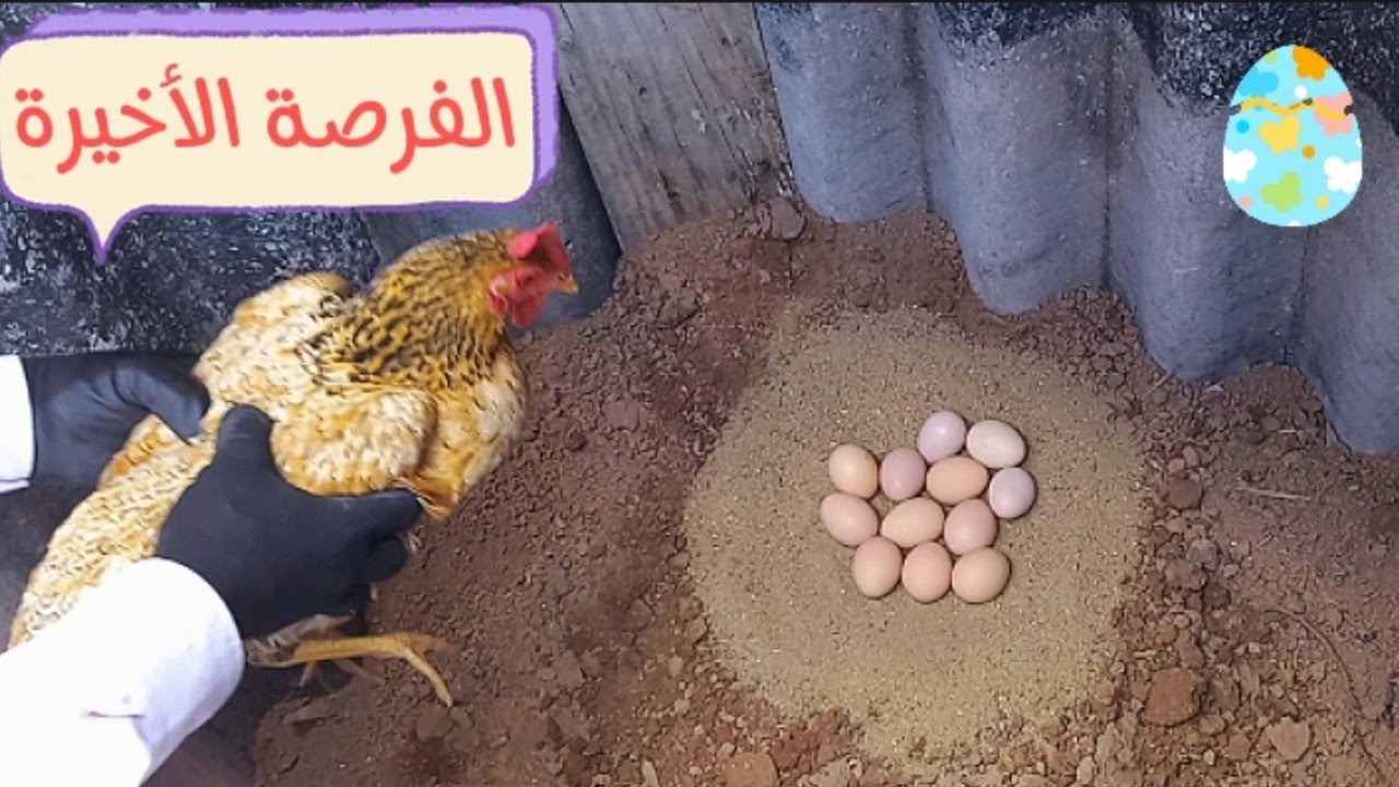 الدجاجة المفترسة تريد تحضن على البيض بالغصب 😇