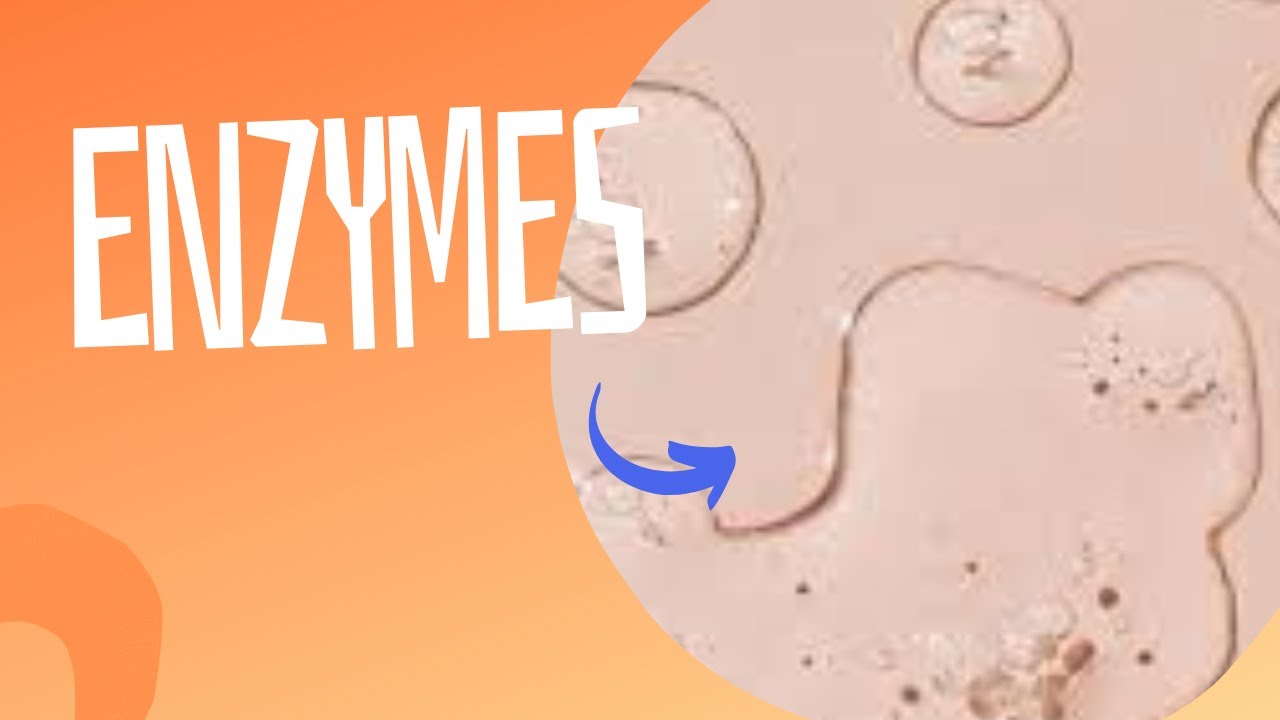 Enzymes Characteristics of Enzymes YouTube