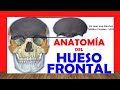 🥇 HUESO FRONTAL, Anatomía. Fácil, Rápido y Sencillo