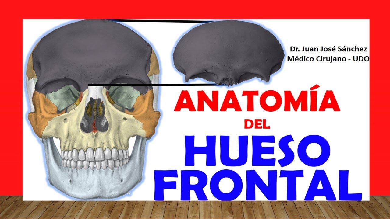 🥇 HUESO FRONTAL, Anatomía. Fácil, Rápido y Sencillo