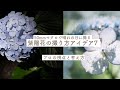 プロの視点と考え方・50mmマクロで紫陽花を撮るアイデア7【Pモード】