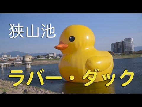 狭山池に「ラバー・ダック」がやってきた！