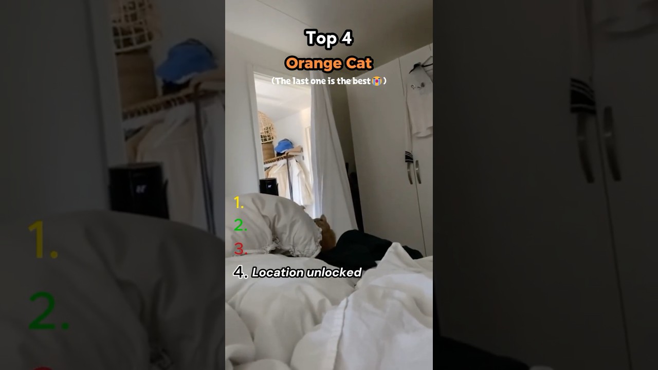 TOP 4 orange Cats🐈🤣 