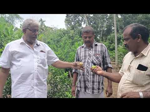 നാരക കൃഷി കൊണ്ട് വർഷം മുഴുവൻ ആദായം.