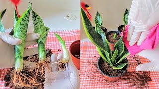 اكثار جلد النمر _ Snake Plant Propagation (Sansevieria)