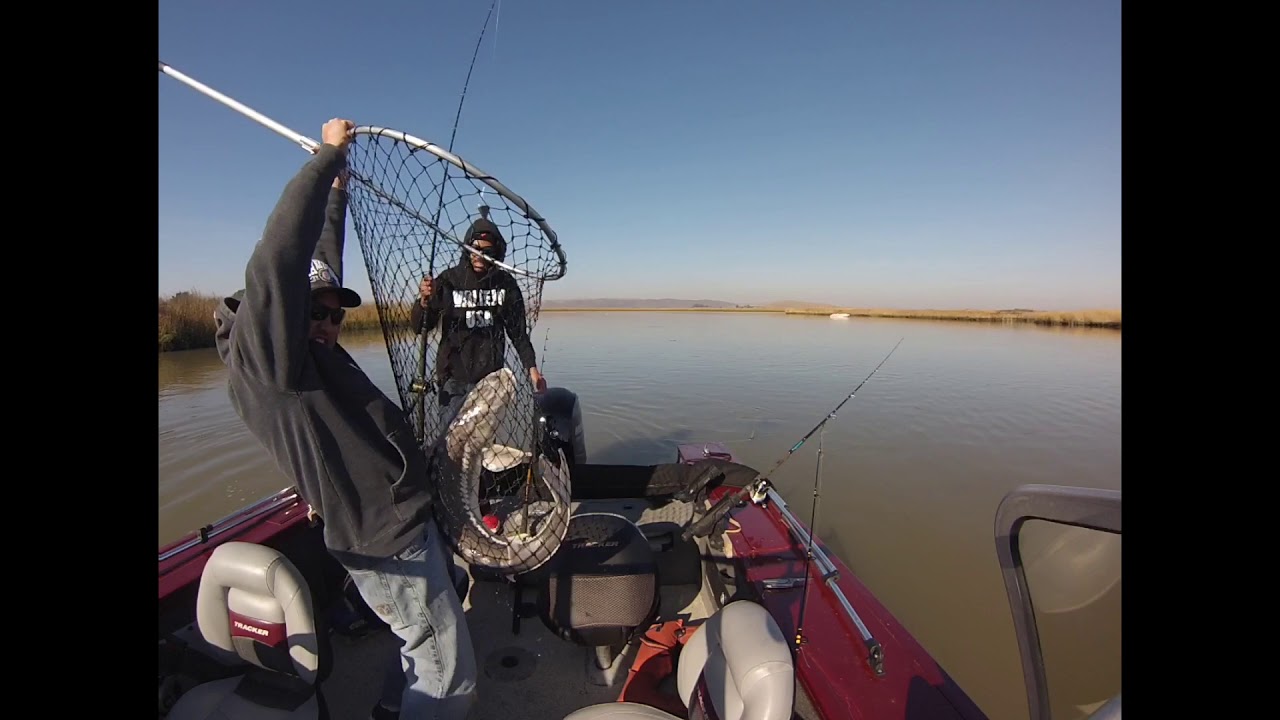 Winter Sturgeon fishing MONTEZUMA SLOUGH...BIG SHTICKS!