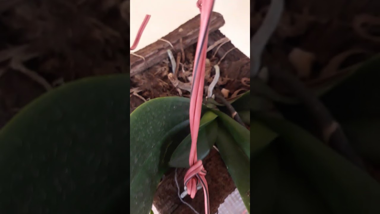 mostrando a evolução das minhas orquídeas 🌹🌹🌹🌹🌹🌹🌹