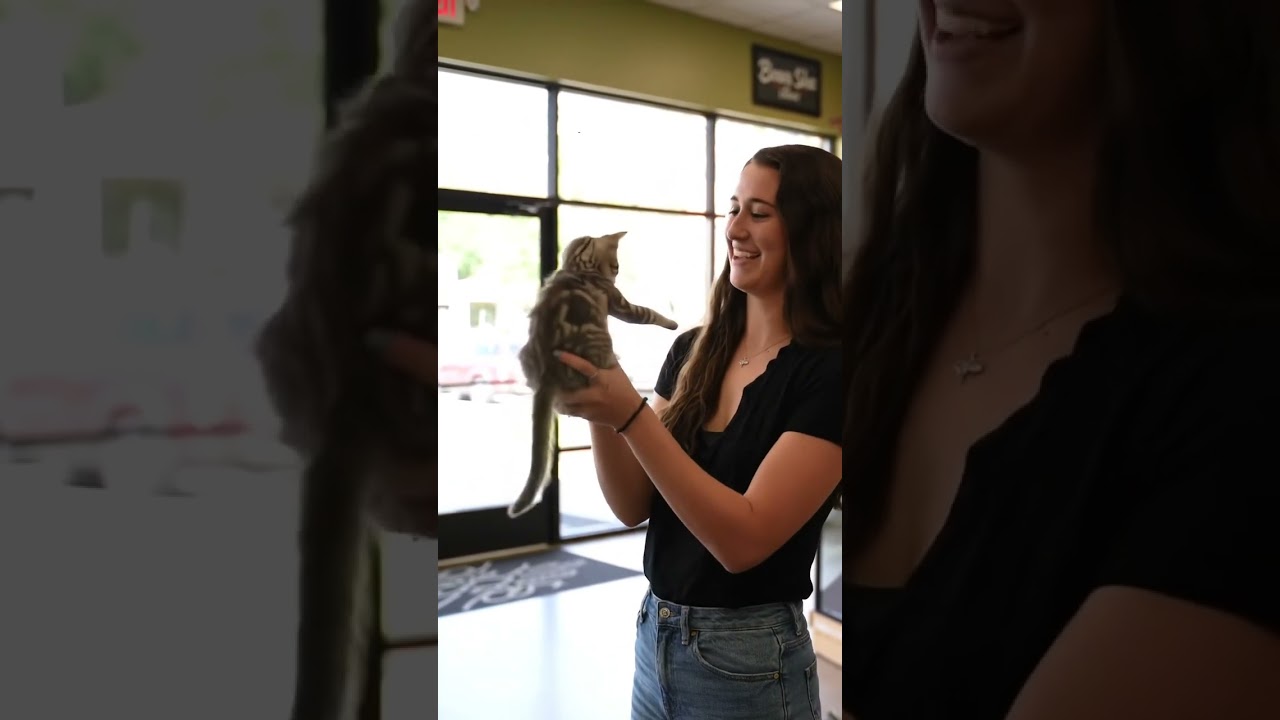 getting a cat for the first time || 