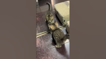 새끼 고양이가 처음으로 거울을 봅니다 #고양이 #귀엽다 #새끼 고양이 #반바지 #고양이반바지 #반려동물
