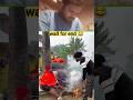 wait for end 😂# #funnycomedy #comedy #vairalvideo #trendingvideo #vairlshort #ytshorts#ytviral#funny