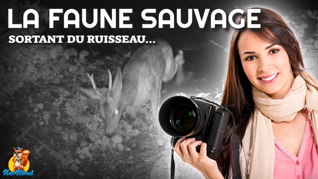 La faune sauvage du ruisseau 👀 CAMERA CHASSE
