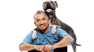 I Spent A Day With The Dog Whisperer Ft Cesar Millan Vloggest - roblox would you rather donald trump vs spongebob vloggest