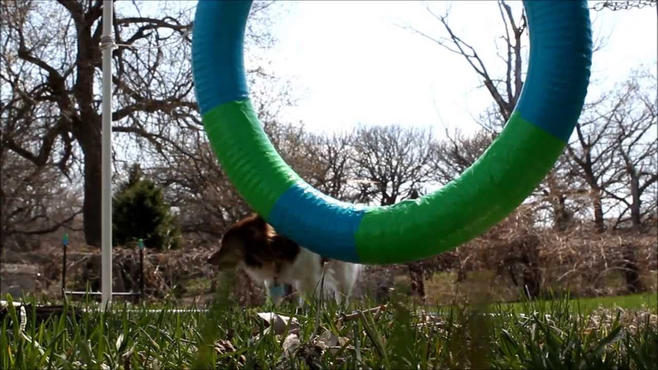 Updates-Dog Agility Tire Jump