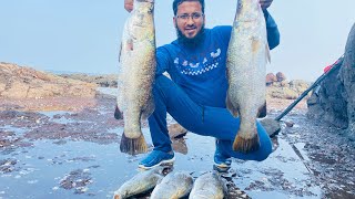 Barramundi Back to Back on Crazy shrimps  5 barramundi कोळंबी मासा कसा वापरायचा कानयला पकडण्यासाठी