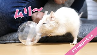 賢いデグーはどこまでできる？新しいフォージングトイにデグーのぴーちゃんも大苦戦！Funny and Cute Degu
