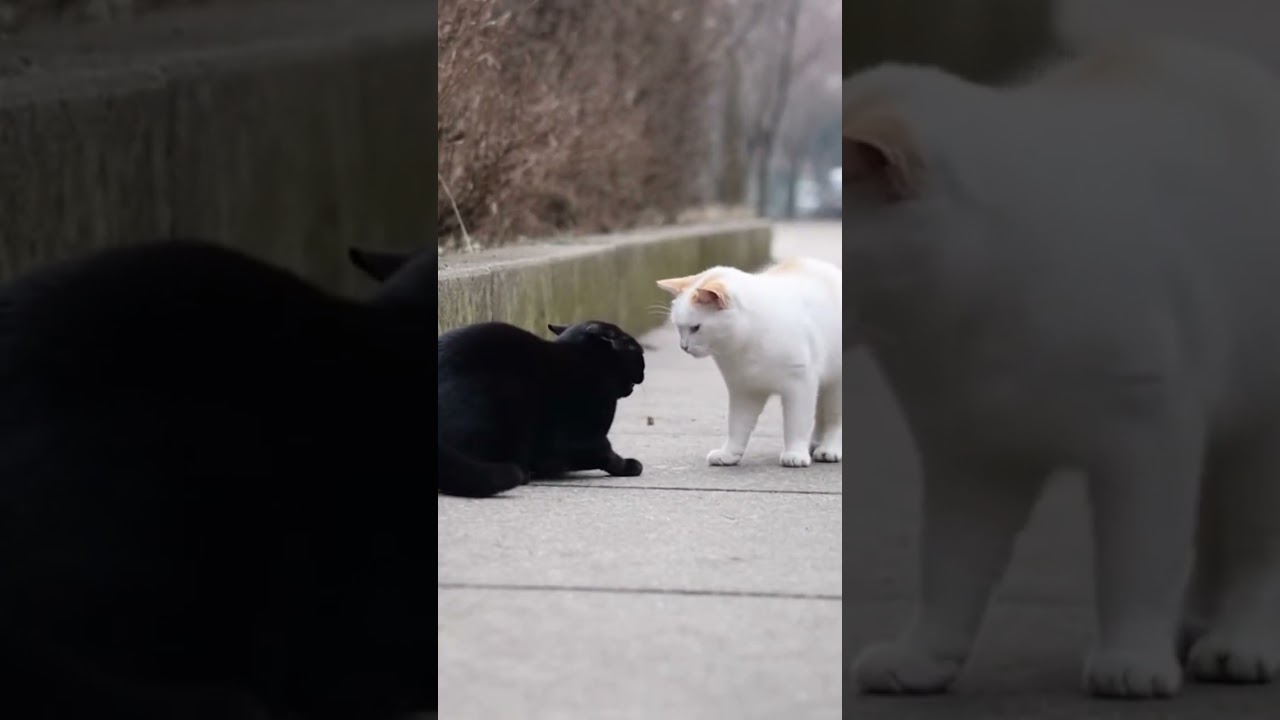 ¡Duelo de miradas: Blanco vs Negro! 🐱🆚🐱