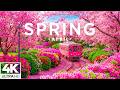 Spring in April 4K 🌸 Full Bloom of Cherry Blossoms, Endless Tulip Gardens & Vibrant Fields