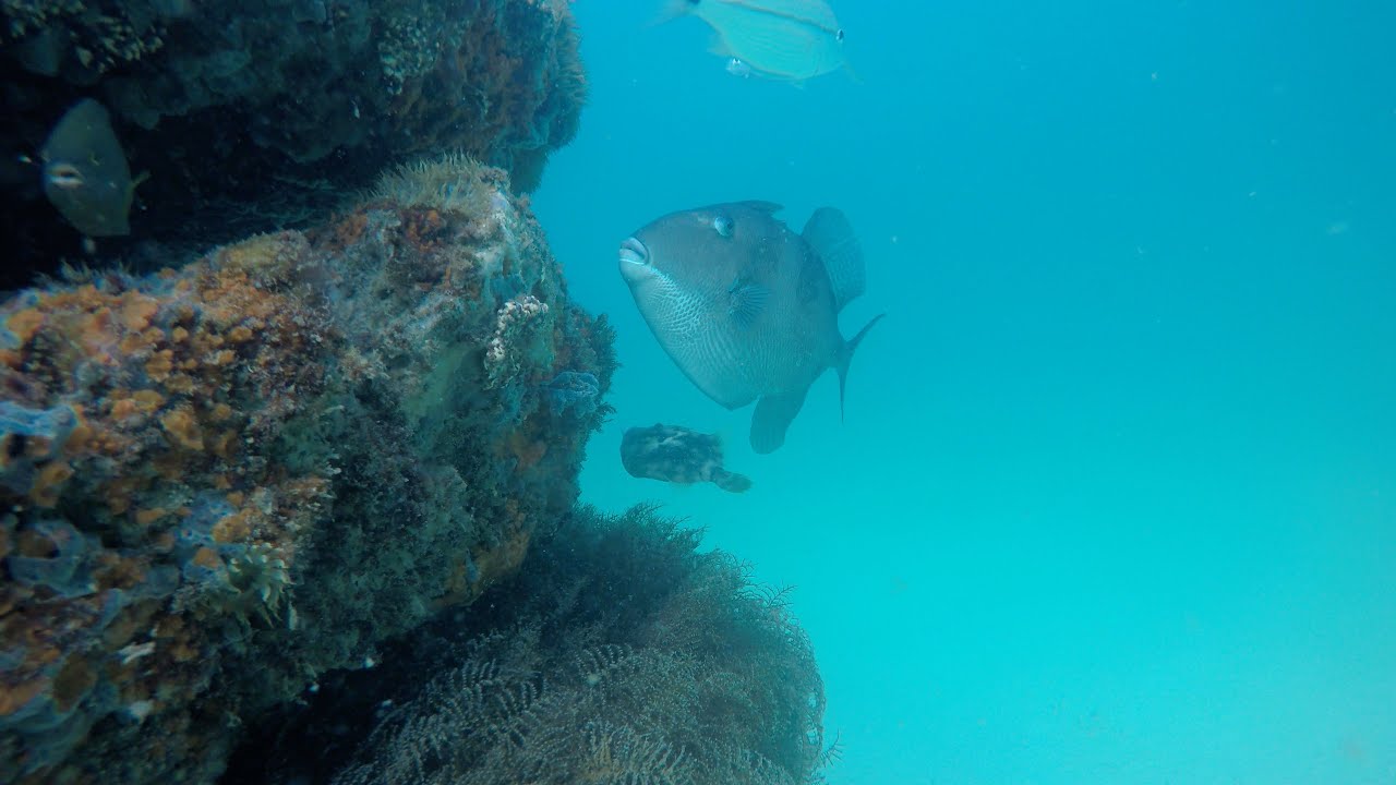 Fish at Pensacola Beach Snorkeling Reef YouTube
