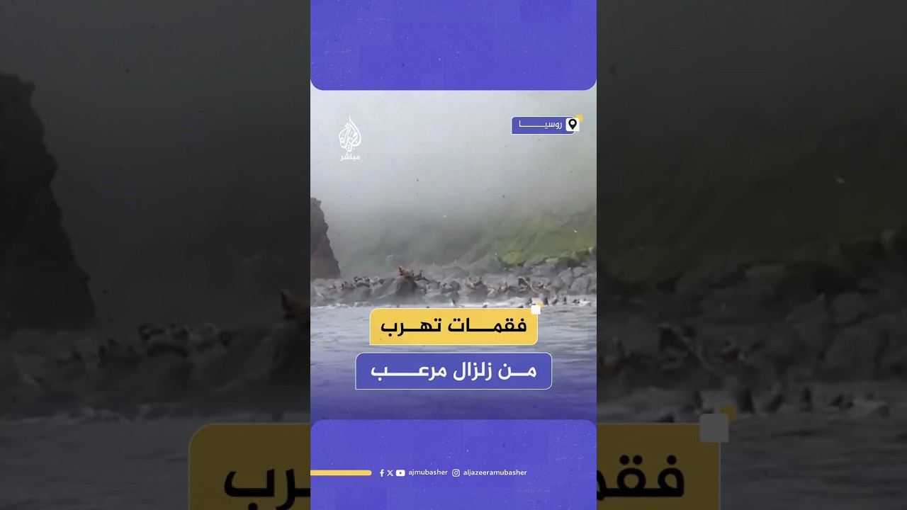 مشاهد توثق قفز مجموعات من أسود البحر إلى المياه هربا من زلزال كامتشاتكا الروسية الأقوى منذ عام 1952