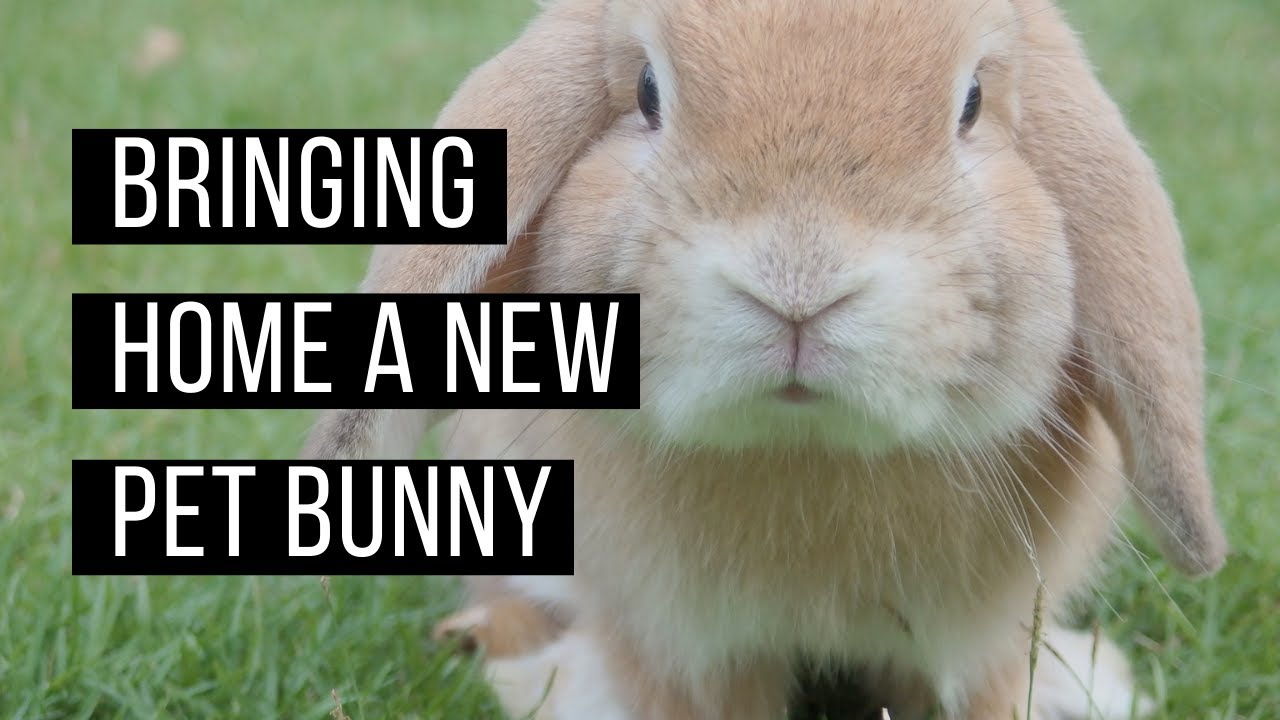 bringing bunny home