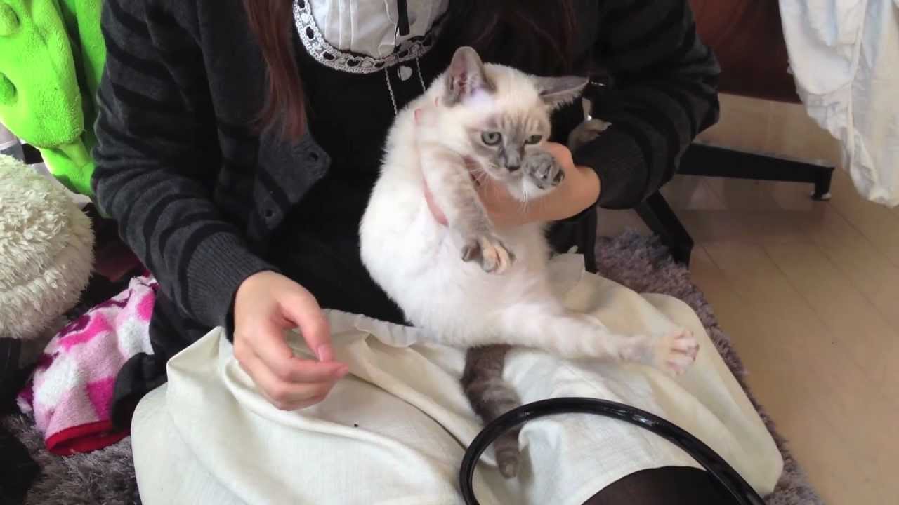 Ragdoll Kitten Nail clippers for cats 猫の爪切り YouTube