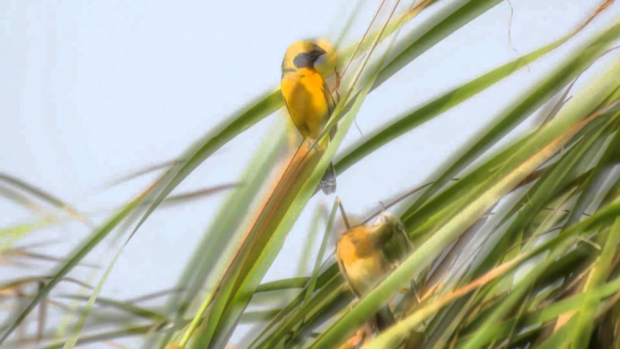 Golden asian arowanatures zone com women