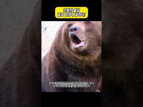 난폭한 불곰 결국 함정에 걸리다! thumbnail