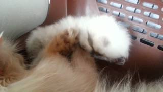 Kubengkubeng 24may2014