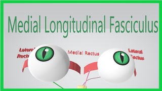 Medial Longitudinal Fasciculus (Made Ridiculously Simple)