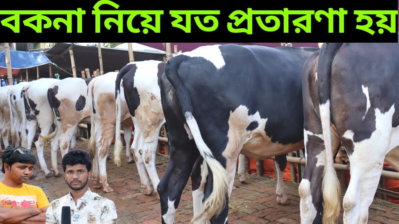 বকনা নিয়ে যত প্রতারণা হয় | কাদের কাকার বকনা নিয়ে বিশেষ পরামর্শ | মৃত্তিকা ডেইরী ফার্ম | boknar dam