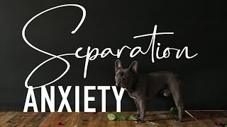 Dealing with FRENCH BULLDOG SEPARATION ANXIETY | 5 TIPS TO AVOID IT