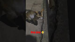 miyu gho ghop maja aa raha hai#funny #shorts#algorithm