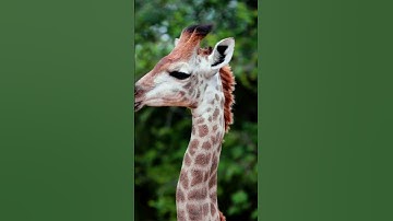 giraffe sounds , giraffe sound  #cutelittleanimals #animalsouds #animalnoises