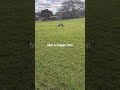 I found fren fren doggo #rnkdoggo rilak rizz