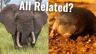 Afrotheria | Elephants, Aardvarks, and Golden Moles