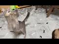 【大興奮】新しい猫じゃらしを見せた瞬間、猫の動きがバグりました。