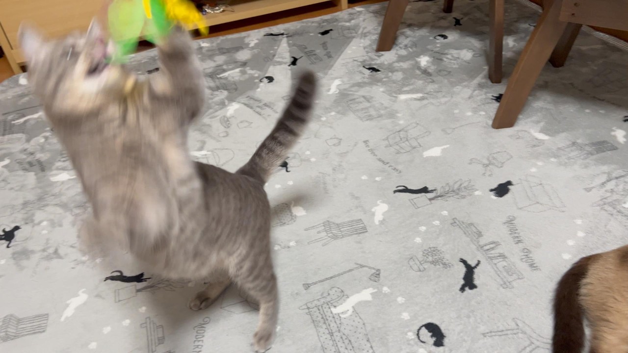 【大興奮】新しい猫じゃらしを見せた瞬間、猫の動きがバグりました。