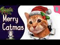 🎄Christmas and Cats 2021 | Furry Feline Facts