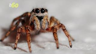 Spiders Could End Human Race If They Wanted To in One Year