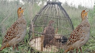 2 mint Grey francolin sounds hunting 100 wark | kumaru shikar Sounds teetar awaaz 