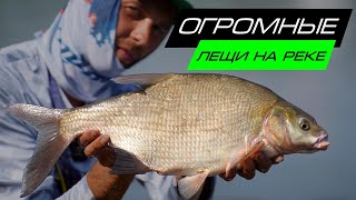 ОГРОМНЫЕ ЛЕЩИ НА РЕКЕ / ЛОВЛЯ ЛЕЩА НА ФИДЕР / FROS FISHING