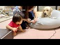 深爪を許してくれるラブラドールレトリバー
