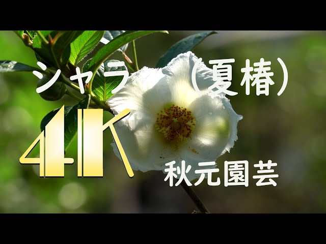 4K] シャラの花 夏椿 2020 - YouTube