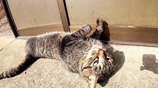ポカポカ陽気で気持ち良さそうな猫達をモフったら・・・
