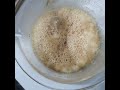 starter de levadura seca