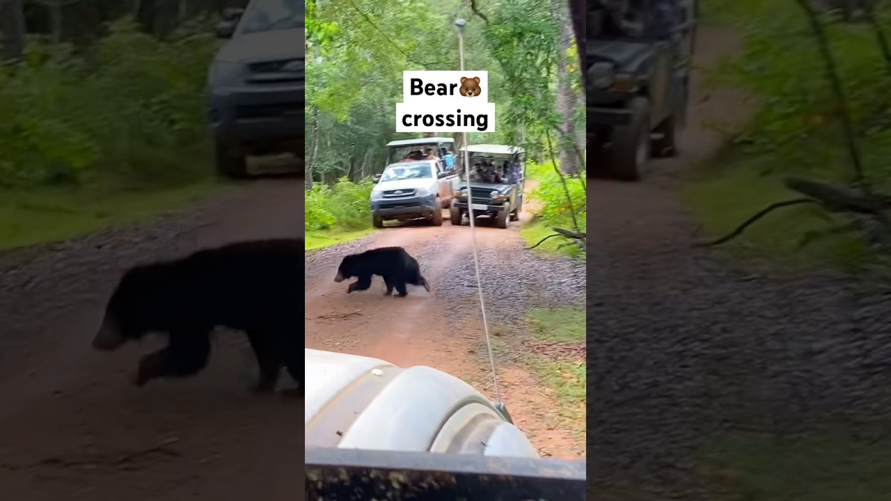 Wilpattu safari moments in Sri Lanka, bear spotting 